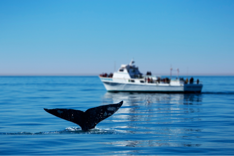 Marine Berthing Permit Image