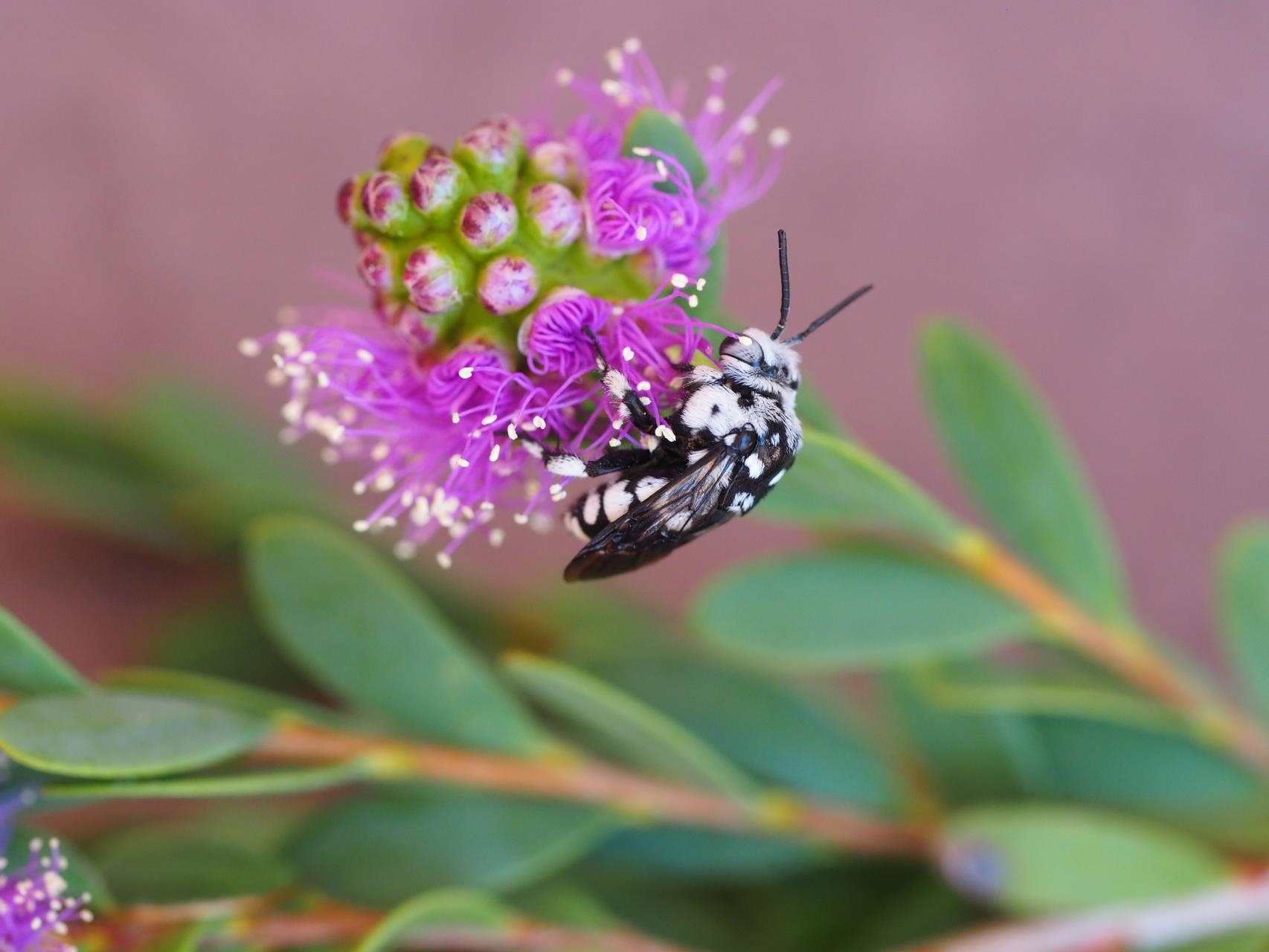 Plants and Animals » City of Busselton