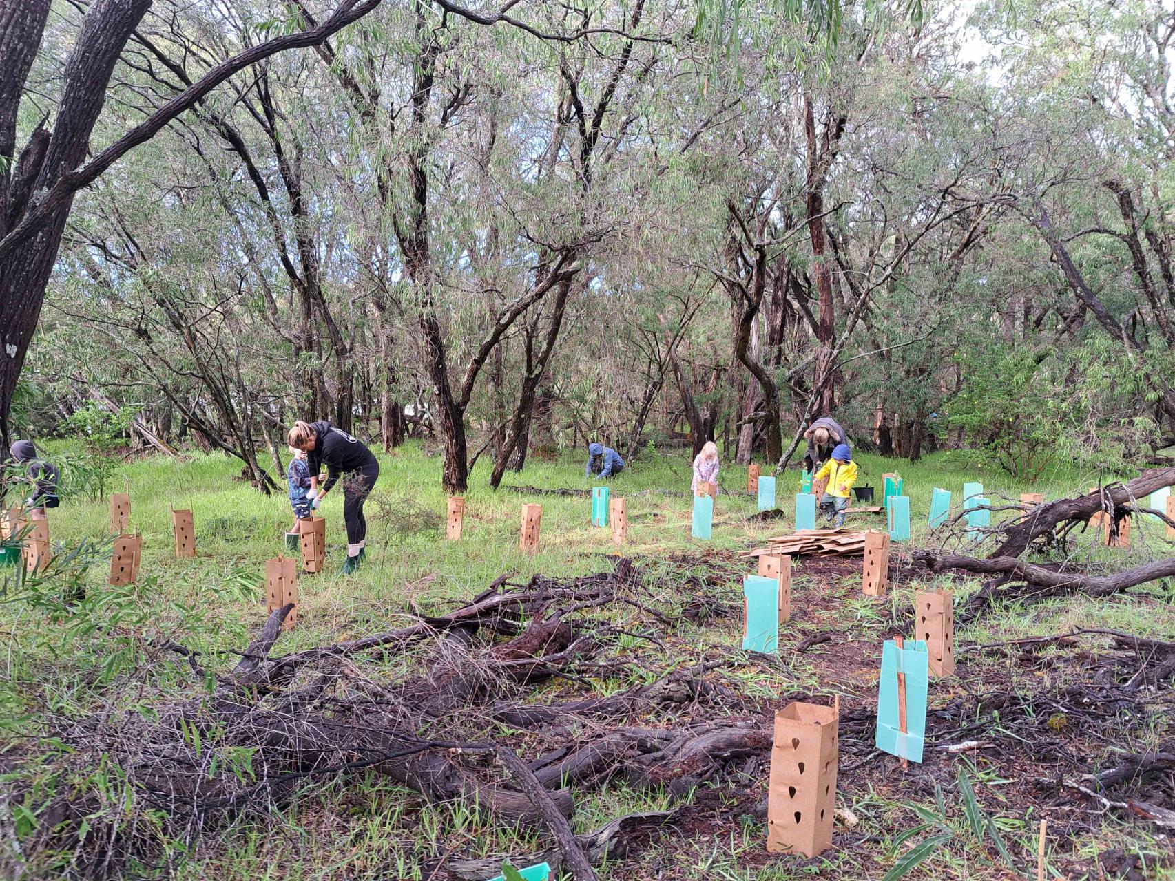 Upcoming Tree Planting Image