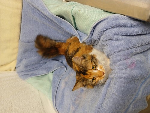Photo for animal #217