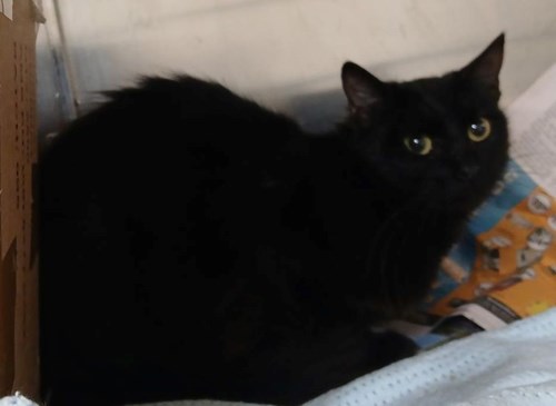 Photo for animal #241