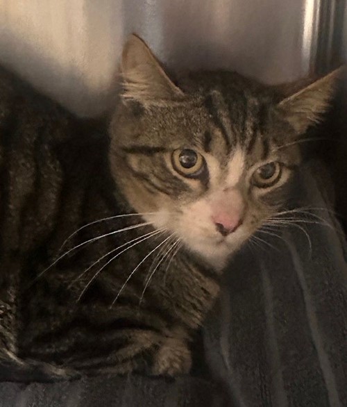 Photo for animal #224