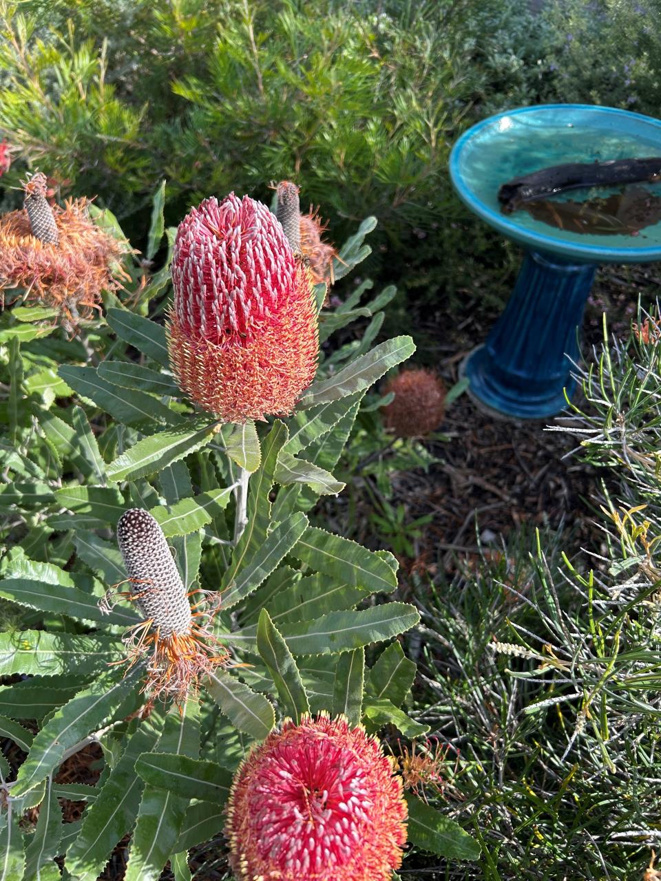 Bay OK Open Native Gardens