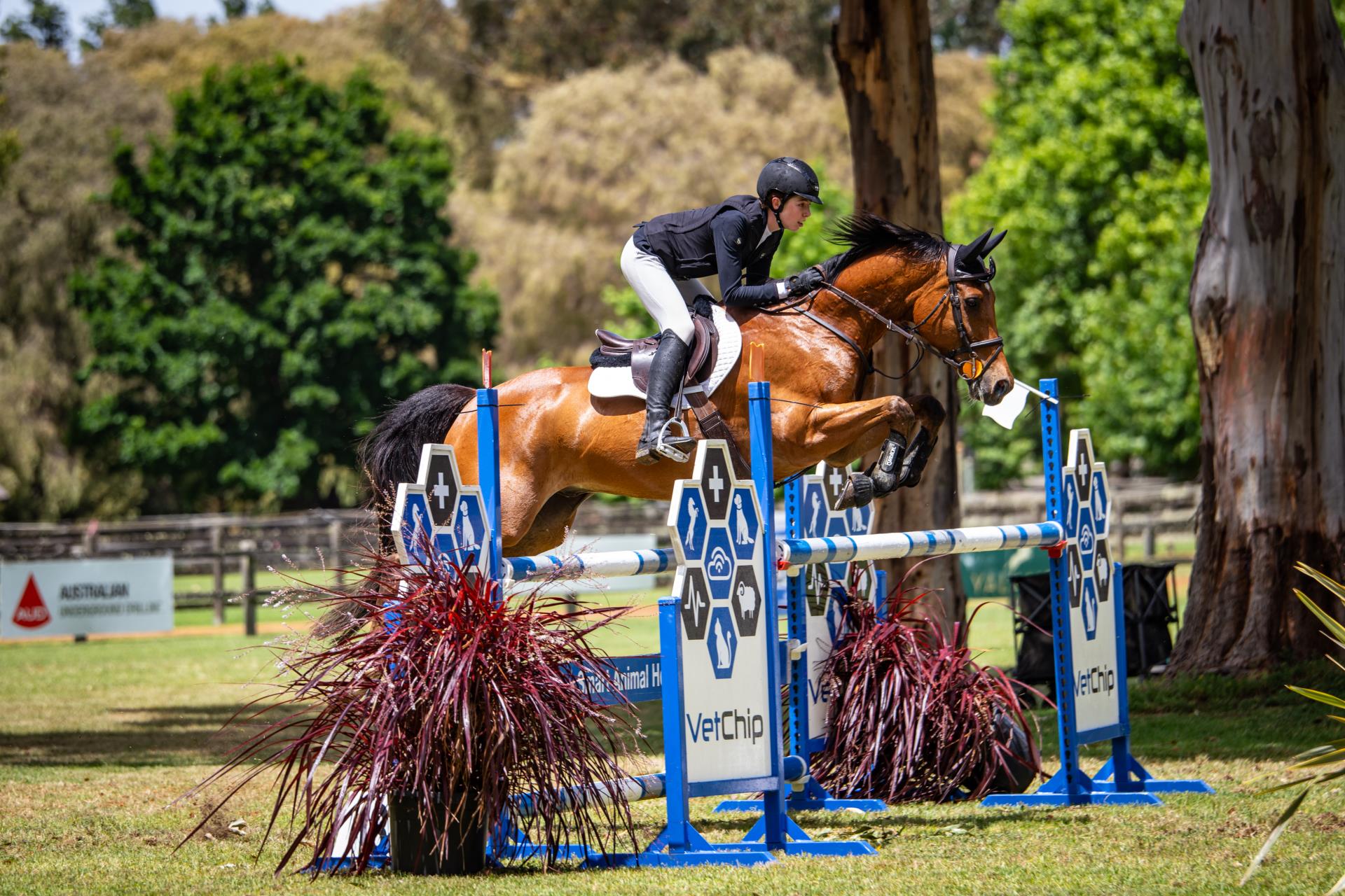 Yalambi Spring Jumping Classic