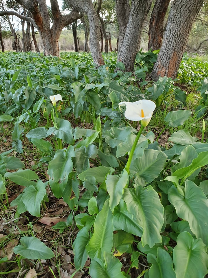 Arum Lily Blitz