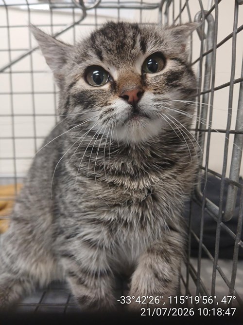 Photo for animal #248
