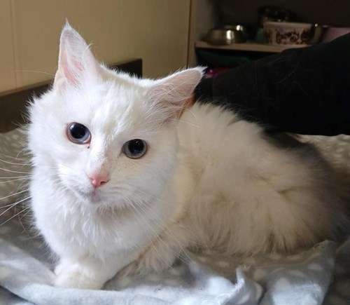 Photo for animal #249